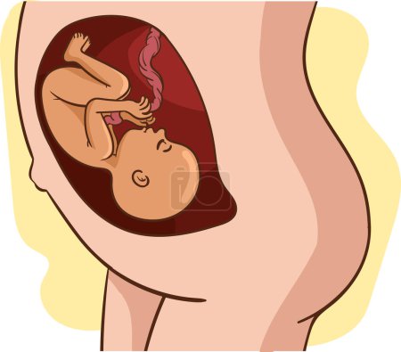 Baby im Mutterleib Vektorzeichnung. Eine schwangere Frau ist im Bauch ihres Babys Vektorzeichnung