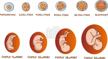 Ilustración de Diagrama que muestra la ilustración del vector de desarrollo embrionario y fetal humano - Imagen libre de derechos