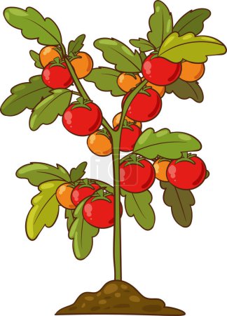  Vektorillustration der Tomatenpflanze isoliert auf weißem Hintergrund