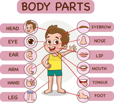 Illustration for Body parts infographic with cartoon boy and various body parts vector illustration. - Royalty Free Image