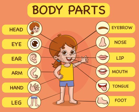 Ilustración de Afiche de educación preescolar con anatomía de niño pequeño - Imagen libre de derechos