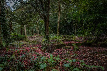 Photo for Ground covered in red petals in the magical ancient forest of Bussaco, fairy tale enchanted green trees - Royalty Free Image