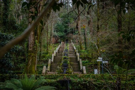 Foto de Famosa escalera de agua Fonte Fria en el mágico bosque antiguo de Bussaco, cuento de hadas encantado árboles verdes - Imagen libre de derechos