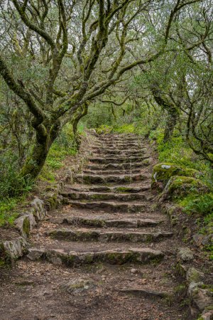 Foto de Escaleras de piedra en el mágico bosque antiguo de Bussaco, cuento de hadas encantado árboles verdes - Imagen libre de derechos