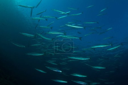 shoals of barracuda sail close to the surface on the blue sea bed.