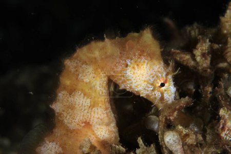 Yellow seahorse trying to camouflage itself among the surrounding algae at night on the seabed.