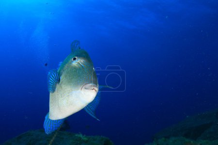 Triggerfish swim in the middle of the ocean with the blue of the sea in the background.