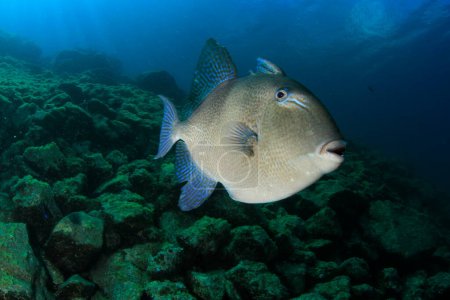 The triggerfish swim over the rocky reef with the blue sea in the background.