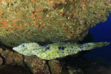 Two filefish try to take refuge in a small cave on the reef.