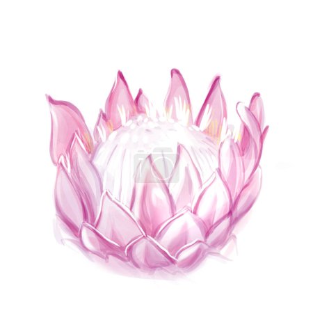 Watercolor drawing pink protea. Tropical flower. Isolate on white background.