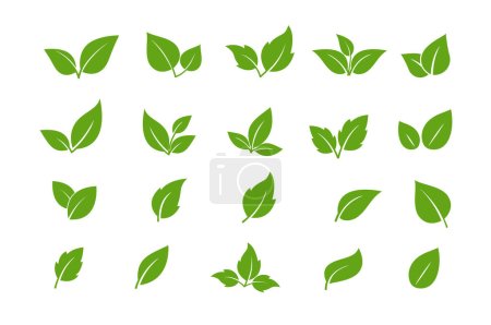 Ilustración de Conjunto de iconos de hojas verdes. Deja el icono. Hojas de árboles y plantas. Colección hoja verde - Imagen libre de derechos