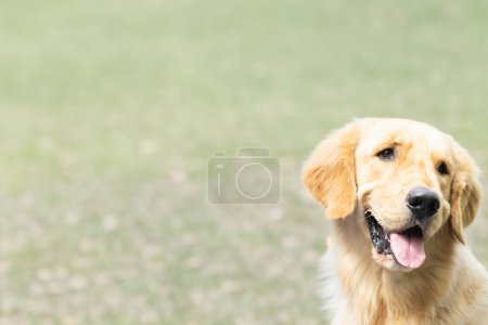 Photo for Brown dog (Golden Retriever) sitting beside the green marijuana tree. Outdoor shooting - Royalty Free Image