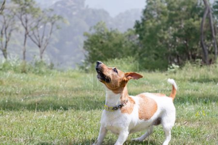 Photo for Playful Pup in Action Running through the Field - Royalty Free Image
