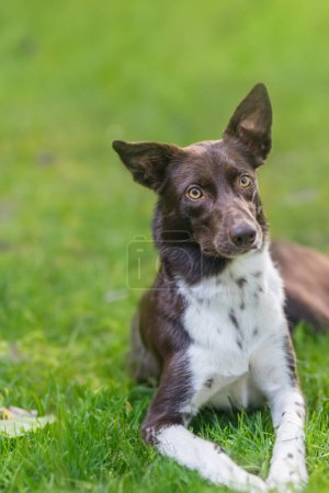 Photo for Sad dog sitting on green grass - Royalty Free Image