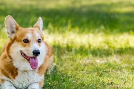 Photo for Happy dog enjoying green grass - Royalty Free Image