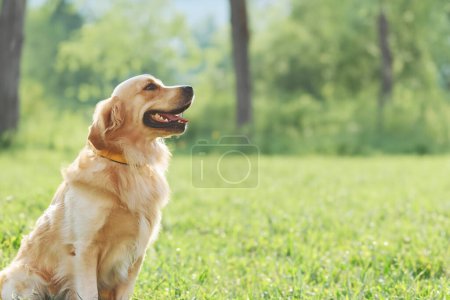 Photo for Adorable dog captured in a playful mood - Royalty Free Image