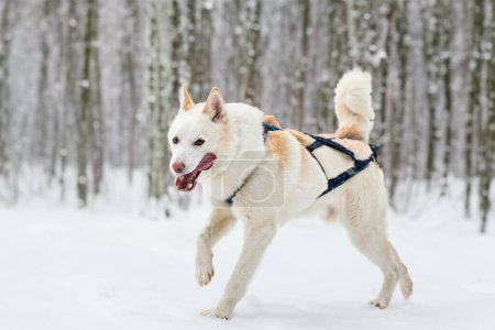 Photo for Agile dog enjoying a snow run - Royalty Free Image