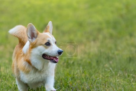 Photo for Adorable puppies having a blast in the field - Royalty Free Image