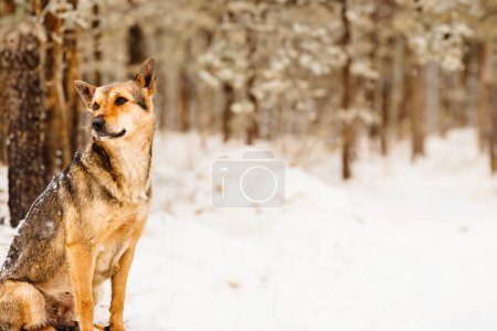 Photo for Snow-covered dog turning back, gazing left. - Royalty Free Image