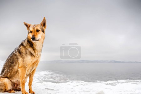 Photo for Calm dog sitting by icy sea. - Royalty Free Image