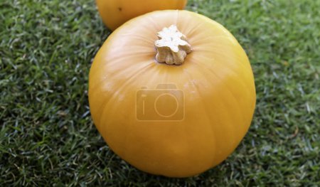 Photo for Rustic Halloween pumpkins in a natural setting - Royalty Free Image