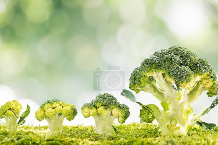 Photo for Miniature broccoli on creative backdrop - Royalty Free Image