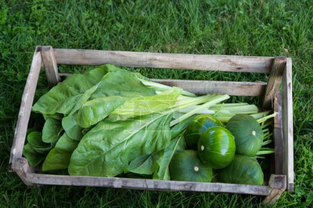 Photo for Rustic charm A wooden box brimming with chard, zucchini, and garden chicory - Royalty Free Image
