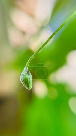 Photo for Bitter gourd flower bud beautiful photograph - Royalty Free Image