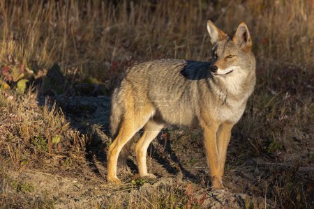 Photo for Coyote in the wild - Royalty Free Image