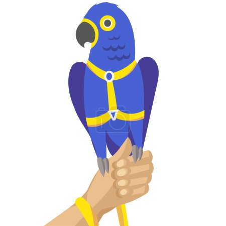 Illustration for Dark blue parrot; hyacinth macaw or hyacinthine macaw in harness and leash on human hand - vector illustration - Royalty Free Image