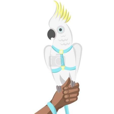 Illustration for White cockatoo parrot in harness and leash on human hand - vector illustration - Royalty Free Image