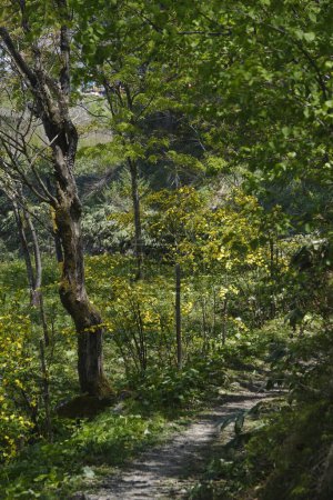 Téléchargez les photos : Un beau plan d'une forêt avec un sentier - en image libre de droit