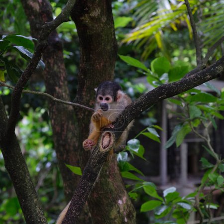 Téléchargez les photos : Singe écureuil sur un fond d'arbre vert. - en image libre de droit