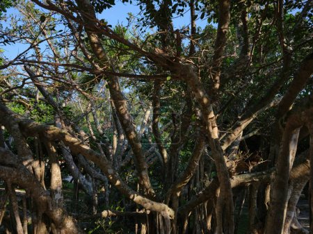 Téléchargez les photos : Grands arbres tropicaux dans l'après-midi - en image libre de droit