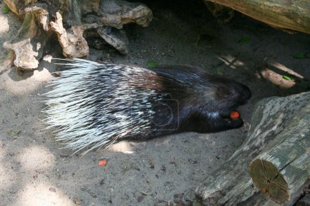 Photo for Porcupine in zoo adventure park. High quality photo - Royalty Free Image