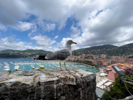 Téléchargez les photos : Seagull on the boundary wall of the castle of Lerici. High quality photo - en image libre de droit