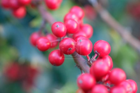 Foto de Ardisia berries bright red in hedgerow at christmas. High quality photo - Imagen libre de derechos