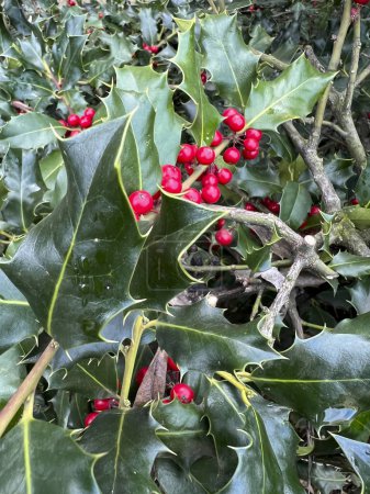 Téléchargez les photos : Ardisia berries bright red in hedgerow at christmas. High quality photo - en image libre de droit