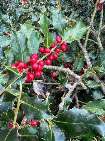 Foto de Ardisia berries bright red in hedgerow at christmas. High quality photo - Imagen libre de derechos