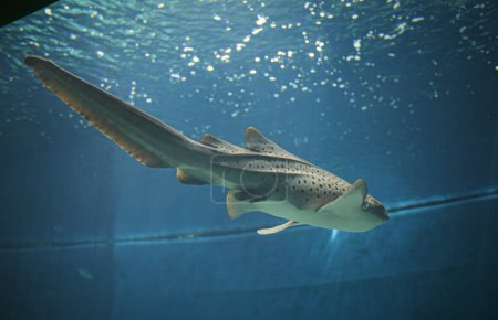 Photo for Stegostoma fasciatum zebra shark in large aquarium. High quality photo - Royalty Free Image