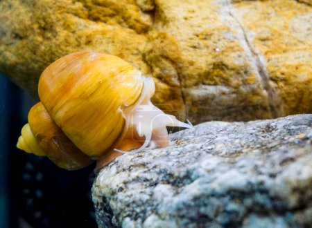 Téléchargez les photos : Ampullaria doré grand escargot d'aquarium doré. Photo de haute qualité - en image libre de droit
