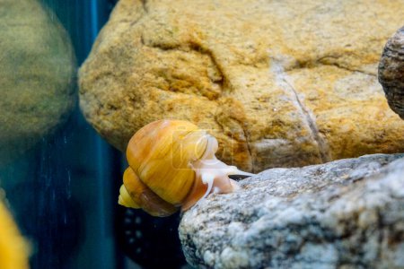 Téléchargez les photos : Ampullaria doré grand escargot d'aquarium doré. Photo de haute qualité - en image libre de droit