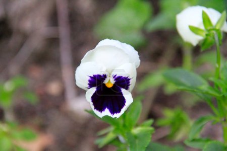 Photo for Pansy perennial in green lawn High quality photo - Royalty Free Image
