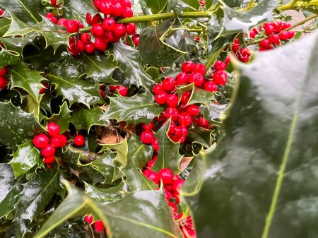 holly plant with red berry fruits. High quality photo