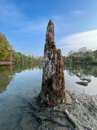 Téléchargez les photos : Tronc d'arbre pourri au bord d'un lac. Photo de haute qualité - en image libre de droit