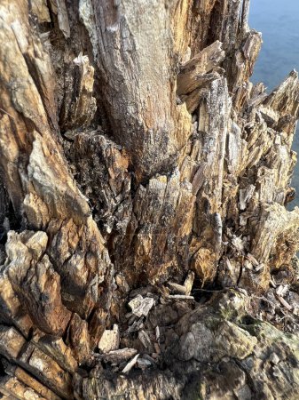 Téléchargez les photos : Tronc d'arbre pourri au bord d'un lac. Photo de haute qualité - en image libre de droit