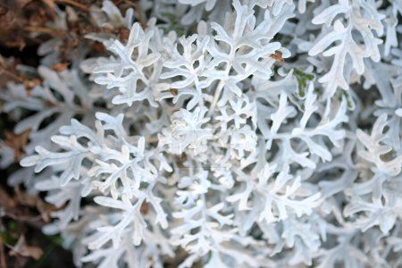 cineraria pflanze silberblatt details. Hochwertiges Foto