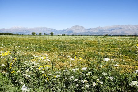 Téléchargez les photos : Plaine de Fucino dans les Abruzzes plein de fleurs. Photo de haute qualité - en image libre de droit