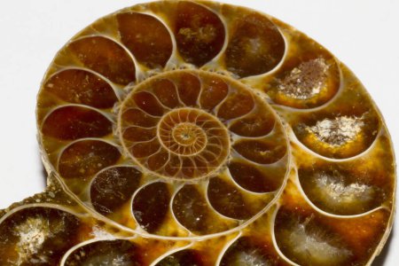 amber colored cut shell fossil. High quality photo