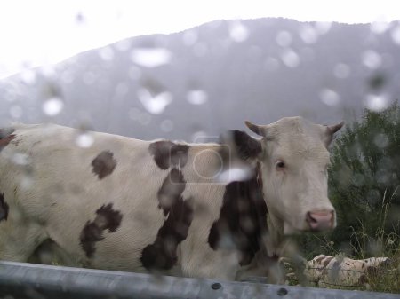An einem regnerischen Tag schaut die Kuh aus dem Autofenster. Hochwertiges Foto